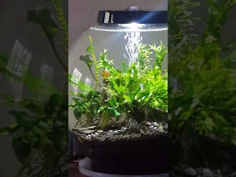 BiOrb Classic 15 L with filter upgrade and live plants