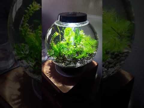 BiOrb Classic 15 L with filter upgrade and live plants.