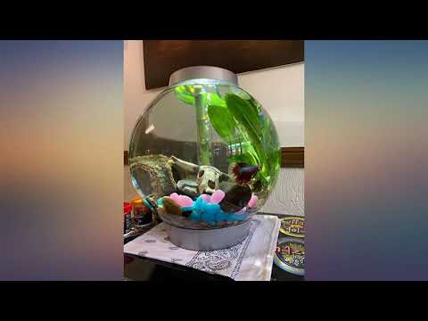 biOrb Classic Aquarium review