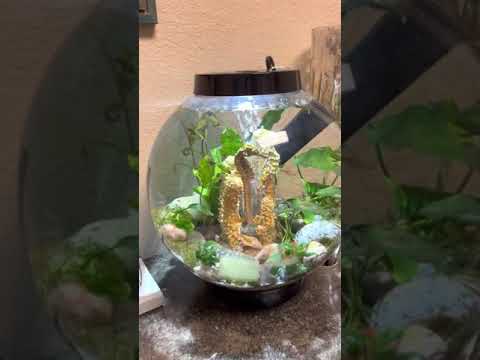 Biorb Classic Review Update