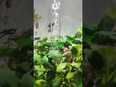 BIORB ? Aquarium 30 l