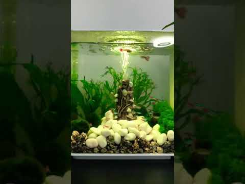 Biorb Fish Tank 15l