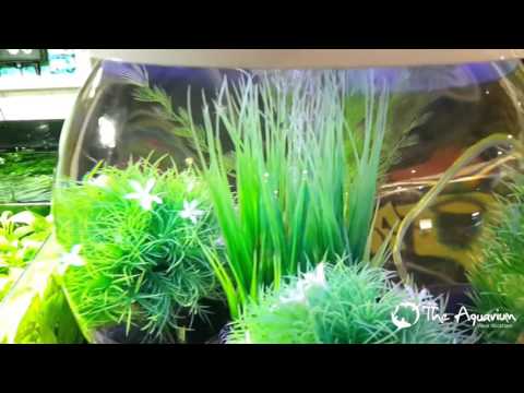 BiOrb HALO 15 Tank Review 2016