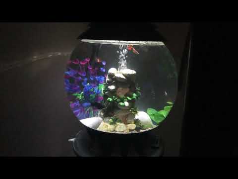 Biorb Halo 30L fish tank setup