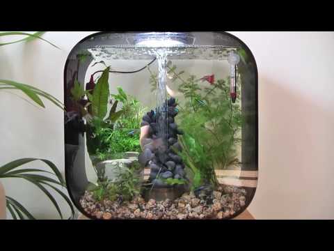 Biorb Life 30 Black and a new tank-mate.