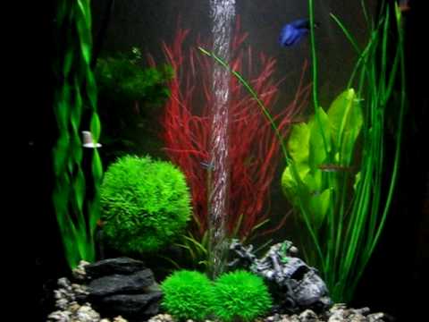 BiOrb Life 45 Litre Piano Black Aquarium – Veiltale Betta (Fighter), Neon and Glowlight Tetra