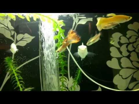 Biorb life 60 tropical set up with intelligent heater