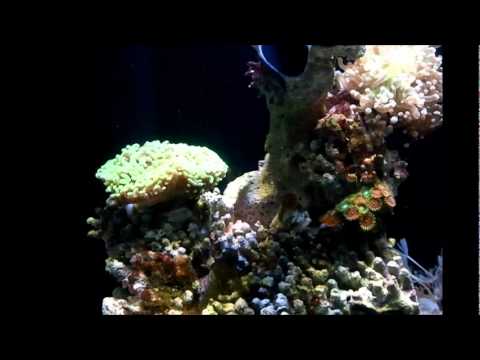 Biorb life marine tank