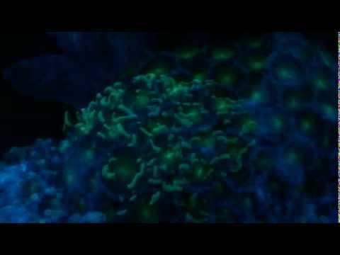 Biorb life night light