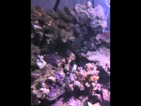 Biorb marine 60l hammerhead