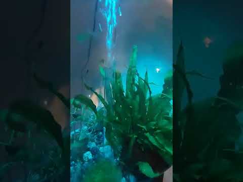 Biorb MCR Light s in the Biorb Fishtank 2022