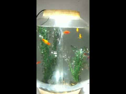 Biorb update 14th july 2010