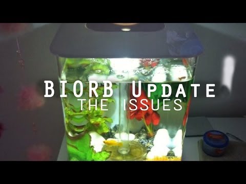 BiOrb update: problems with the tank, and algae issues