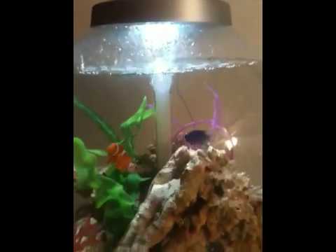 Biorb with intelligent led