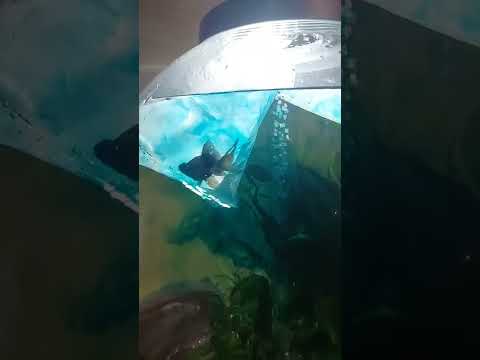 Black Moore Fish and platy Fish Being Introduces into the Biorb Fishtank 2022