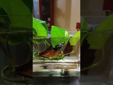 BLUE RIM SPOT BETTA FISH FIGHTING #shorts #vlog #bettafish #fishtank #aquarium #bettatank #bluerim