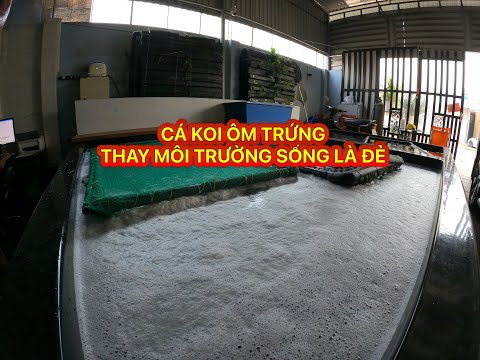 CÁ KOI ÔM TRỨNG – THAY ĐỔI MÔI TRƯỜNG LÀ ĐẺ LUÔN