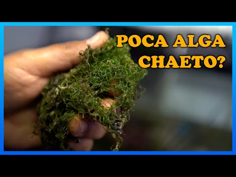 Como mejoró el crecimiento de mi alga CHAETO | CONTINUUM