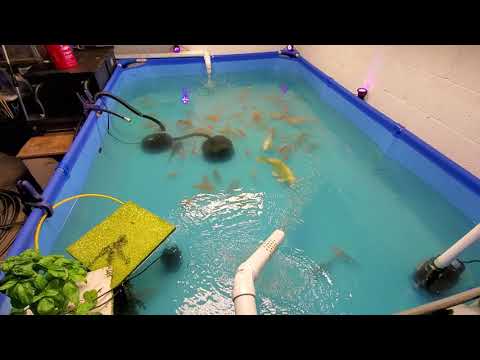 **DIY** (PART 2 ) 1 Week Review JEBAO CW-36 Pond UV Clarifier On Best Way Pool Pond & IBC Tote Tank