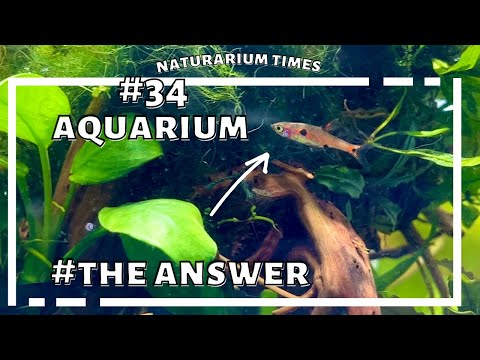 【アクアリウム】超ちびっこい美魚、20匹入居完了のご報告??? beautiful tiny fishes arrivedddd 【aquarium】