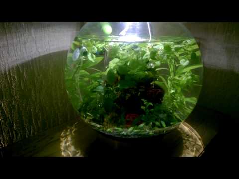 ? Convert your biorb to a low tech fully planted tank. No algae. With setup instructions ?