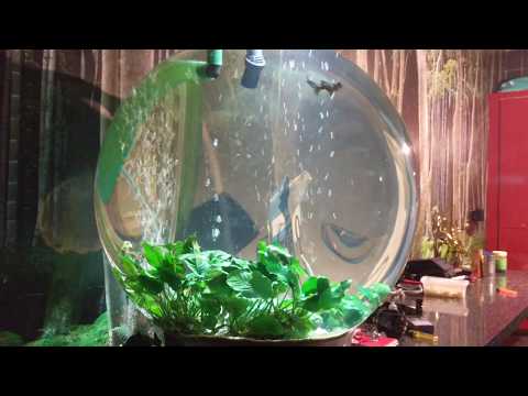 Fully Upgraded Planted Goldfish Aquarium biOrb 105 external filter