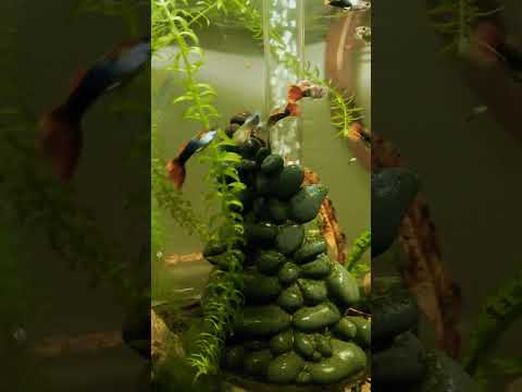 guppies in biorb