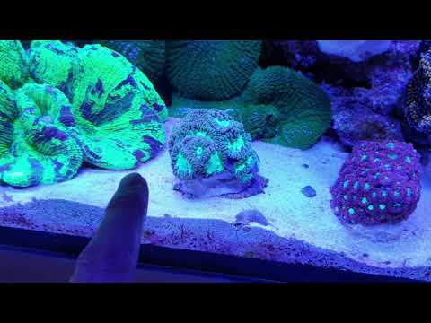 Gyre FX330 vs Jebao RW-8