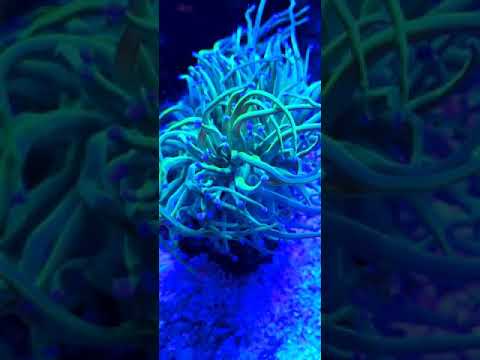 Holy Grail Torch Coral dancing to Jebao wave pumps.