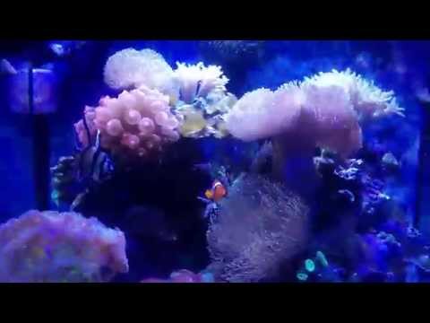 Honest Review: Jebao WP-10 Biocube 29 #2