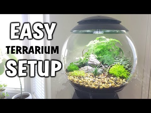 How To Set Up A Closed Terrarium With Plants – EASY TUTORIAL