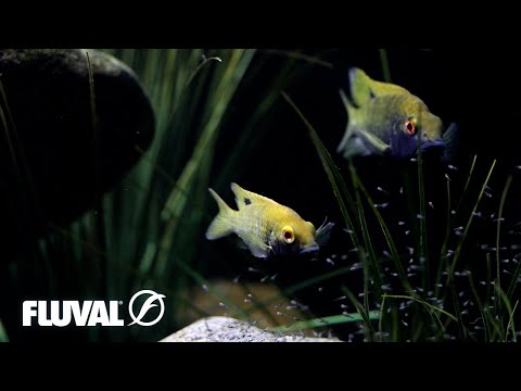 NATURAL AQUARIUMS | Understanding Aquatic Habitat Complexity