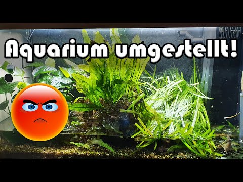 Aquarium umgestellt (149)