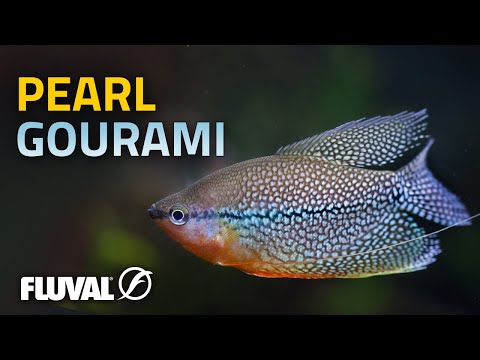 Species Spotlight | Pearl Gourami