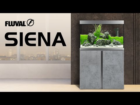 SIENA AQUARIUMS | Living Art at its Finest