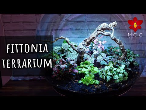 I made a terrarium only with Fittonia Nerve Plants! | The Biorb is back! ?