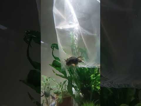 Introducing Bristlenose Pleco To The Biorb Fishtank 2022