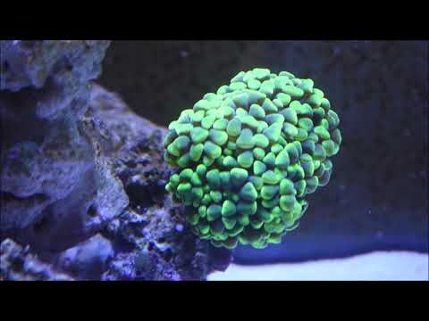 Jebao CP-90: New Pump in the 75 Gallon Reef Tank
