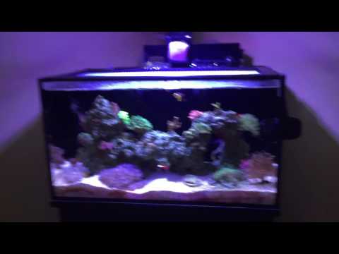 Jebao DP-4 Dosing pump on Nuvo Fusion 20 Nano Reef