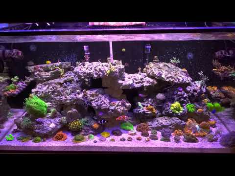 Jebao Gyre cross flow pump and acropora flow part 1