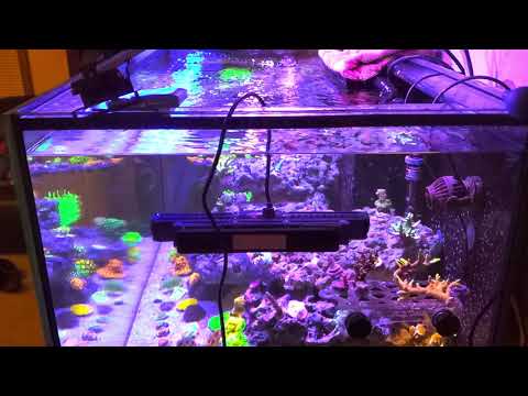 Jebao Gyre cross flow pump and acropora flow part 2