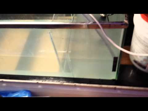 Jebao/Jecod DCT 12000 in Action/Review