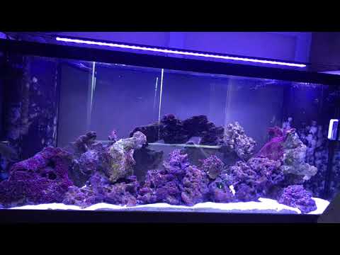 Jebao SOW 15 Power Head Unbox & Review 120 Gallon Marine Fowlr Aquarium