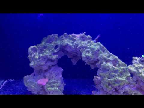 Jebao SOW-20 review in 150g marine aquarium