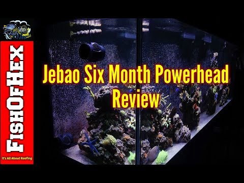 Jebao TW-60 Powerhead Six Month Review | The Good And The Bad
