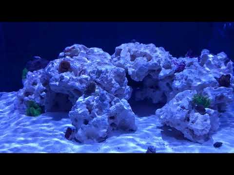 Jebao wavemaker flow reduction – 25 gallon reef tank