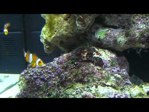 Jebao WP10 In action.