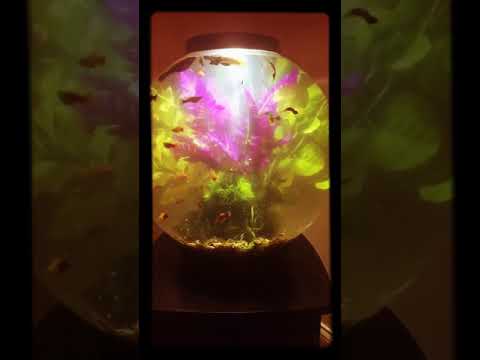 Livebearer Biorb 16 gallon aquarium