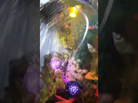 Mine Zen / Omniverse Biorb Classic 105MCR Black with new decoration!: Biorb deco ball with flowers!