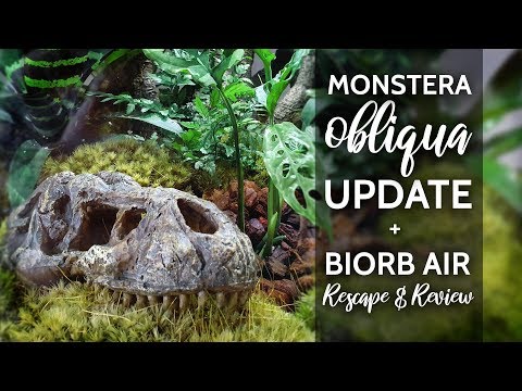Monstera obliqua update + BiOrb Air Rescape!